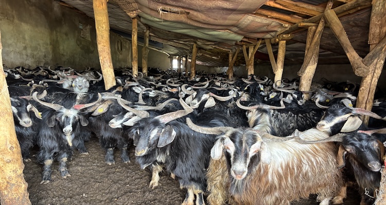 Soğuk Hava Yayla Sezonunu Vurdu: Bingöl’de Hayvanlar Ahırlarda Besiye Alındı